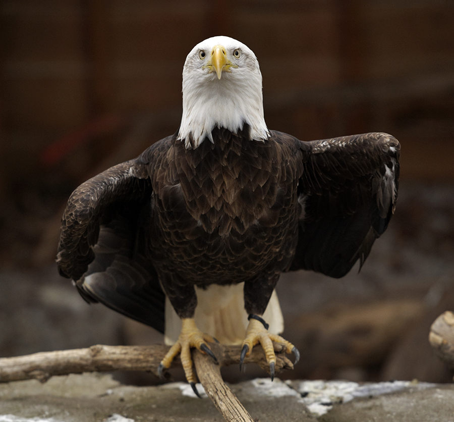 a photo of a bald eagle perched on a branch