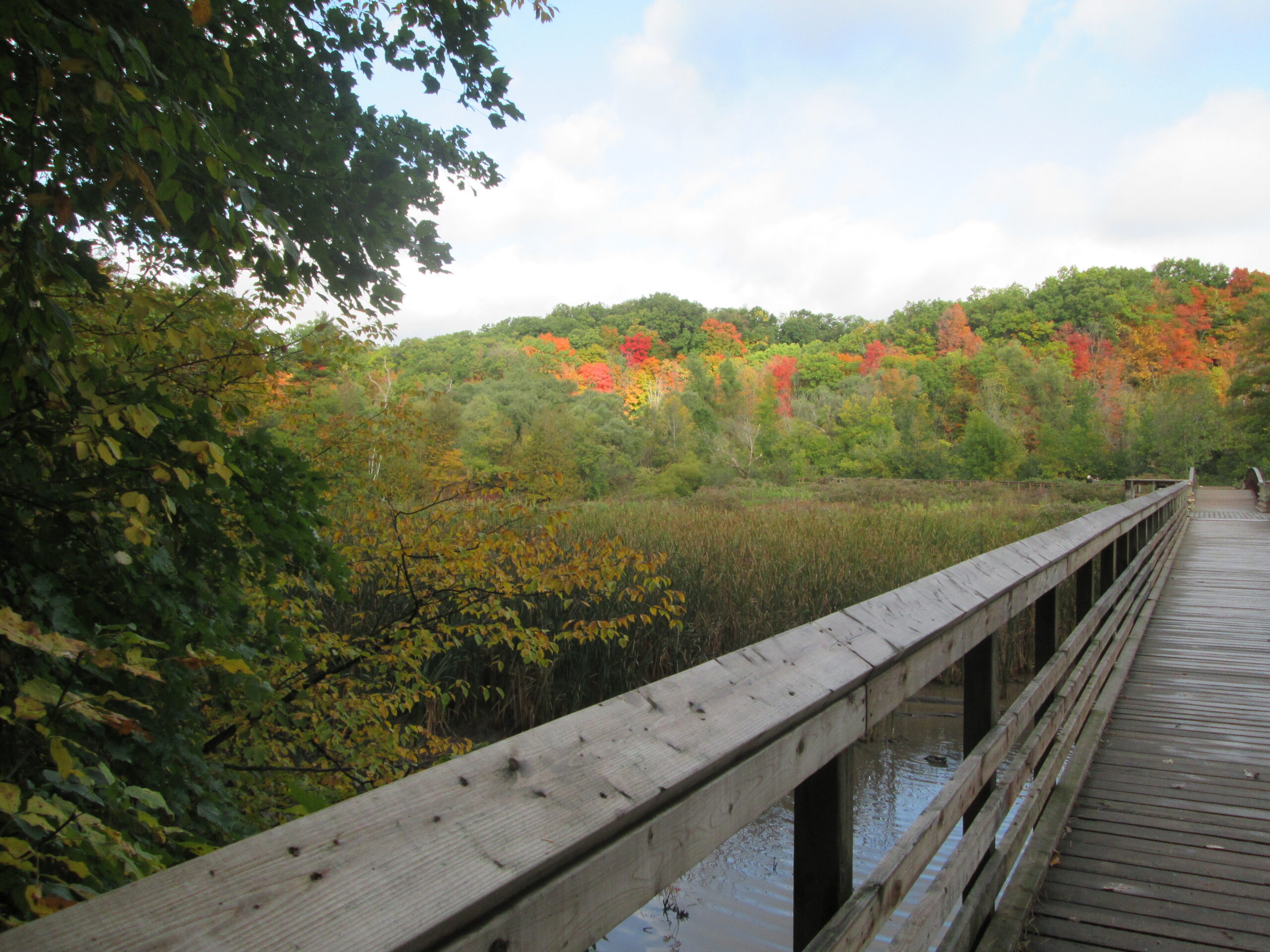 Hendrie Valley at the Royal Botanical Gardens with green and autumn colours