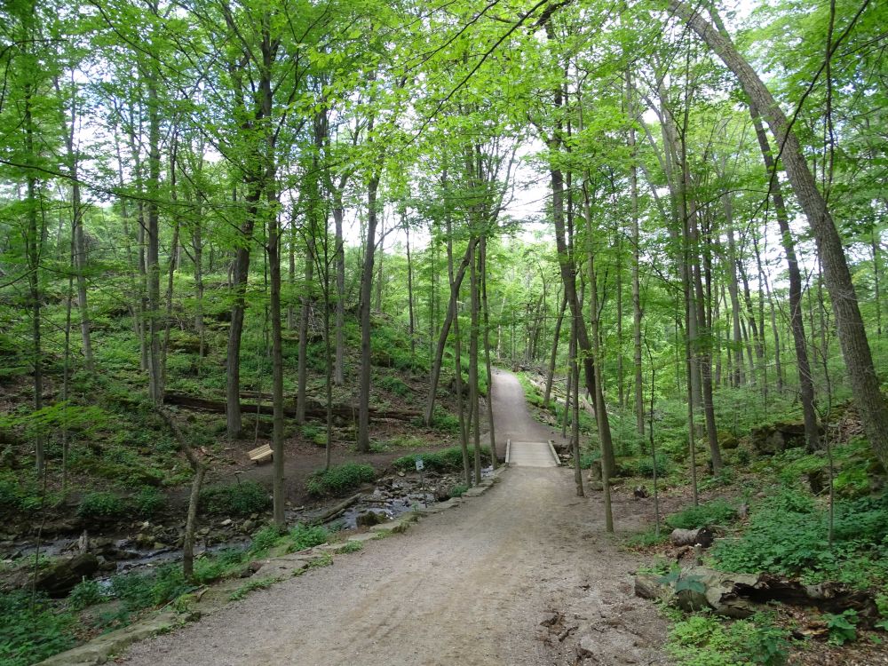 Dundas valley conservation area showing tall green greens and a path