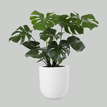 a bright dark green leafed plant in a white pot